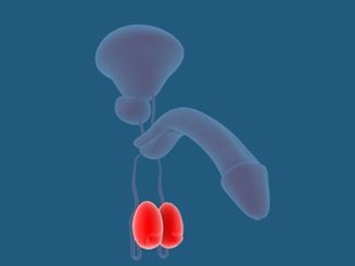 testicule