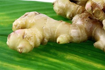 racine de ginseng