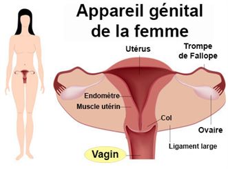 vagin