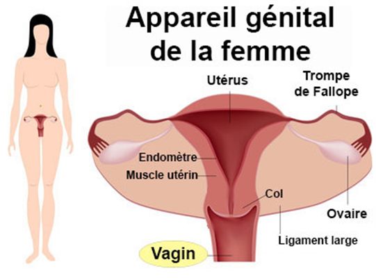 Flore vaginale