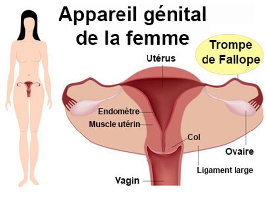 Grossesse extra-utérine : symptômes, traitement, définition ...