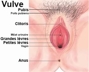 Vulve : symptômes, traitement, définition - docteurclic.com