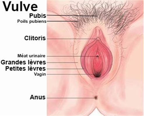 Vulvite : symptômes, traitement, définition - docteurclic.com