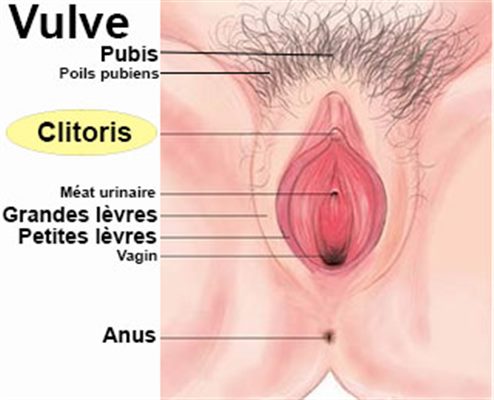 Clitoris