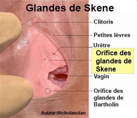 Glande de Skene