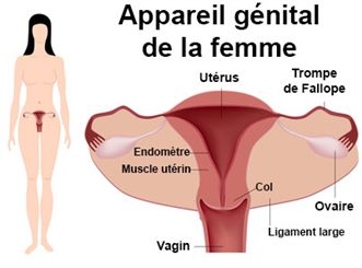 appareil génital de la femme