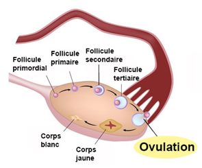 ovulation