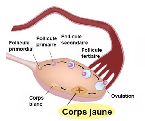 Corps jaune