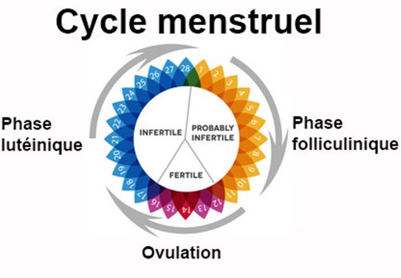 Cycle menstruel