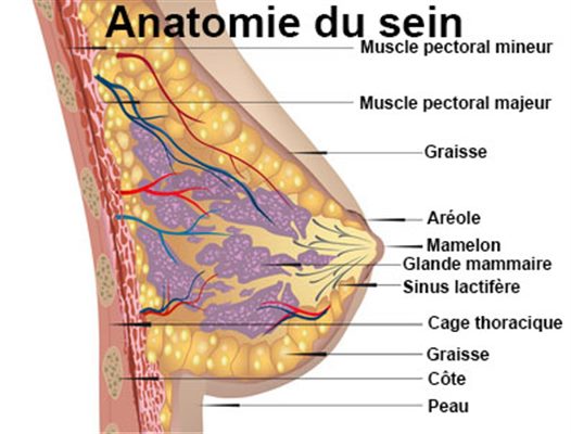 L'anatomie des seins, ce qui est normal, et quand il faut consulter.