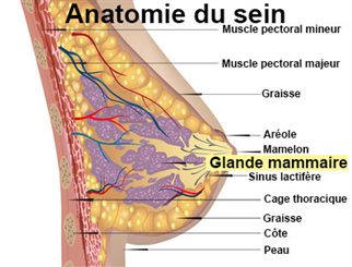 glande mammaire