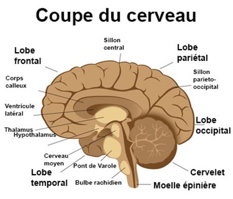 Encéphalopathie : symptômes, traitement, définition - docteurclic.com