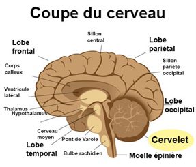 cervelet