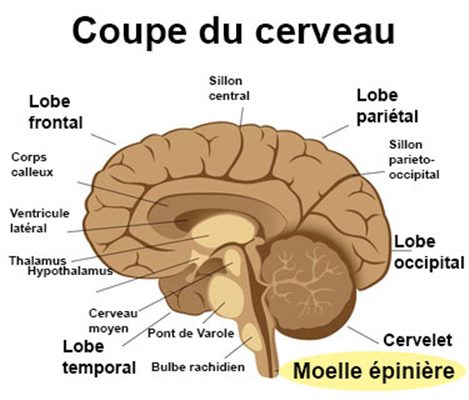 Maladies de la moelle épinière