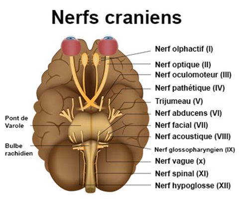 Nerfs crâniens : définition 