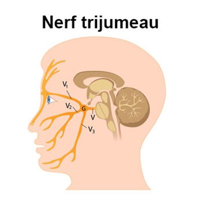 Névralgie du trijumeau : symptômes, traitement, définition ...