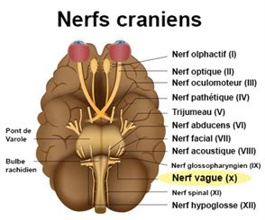 nerf vague