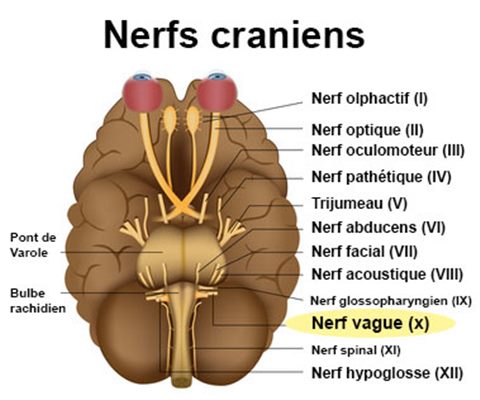 Malaise vagal, nerf vagal : symptômes, traitement, définition ...