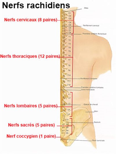 Système nerveux périphérique : nerfs spinaux (ou rachidiens) : vue  d'ensemble