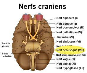 nerf acoustique