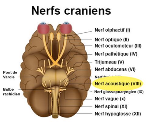 Névrite vestibulaire