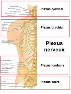 plexus nerveux