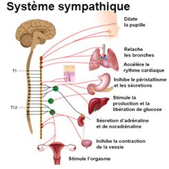 système nerveux sympathique