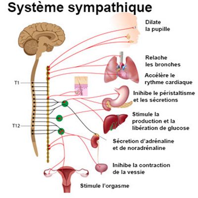 Système sympathique : définition - docteurclic.com