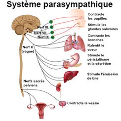 système nerveux parasympathique