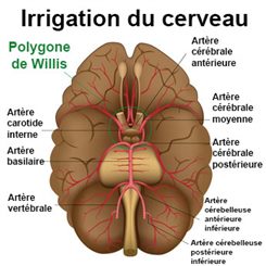 irrigation du cerveau