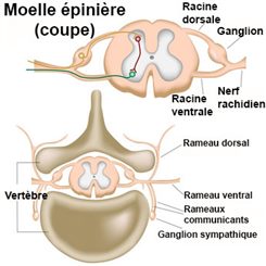 moelle épinière