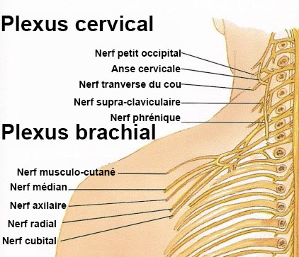 Infarctus symptome femme