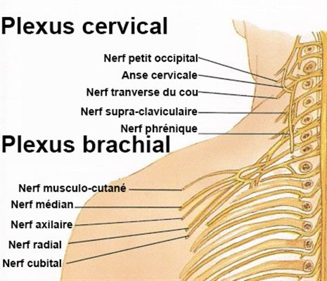 Névralgie cervico-brachiale : symptômes, traitement, définition ...