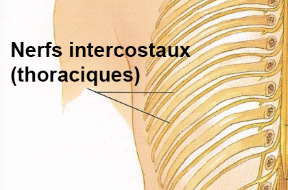 Névralgie inter-costale : symptômes, traitement, définition ...