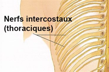 nerfs intercostaux