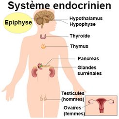 épiphyse