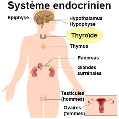 Hormones thyroïdiennes