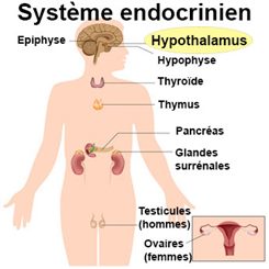 hypothalamus