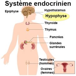 hypophyse