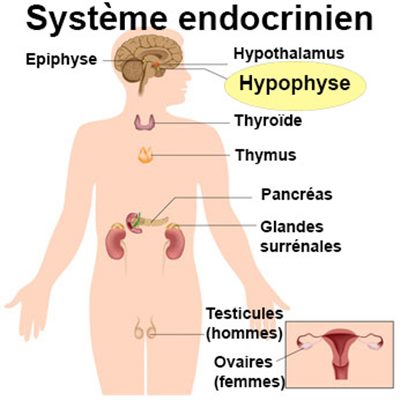 Maladies de l'hypophyse