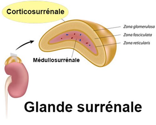 Cortisolémie