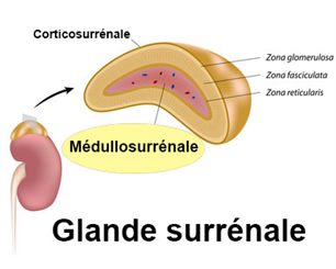médullosurrénale