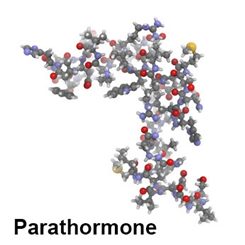 molécule de parathormone