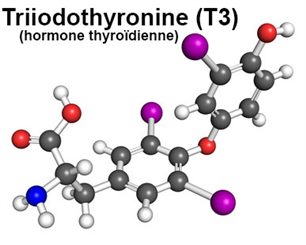 T3: triiodothyronine
