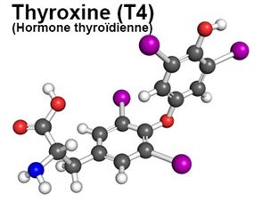 T4: tyroxine