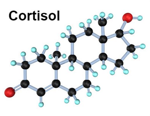 Cortisol