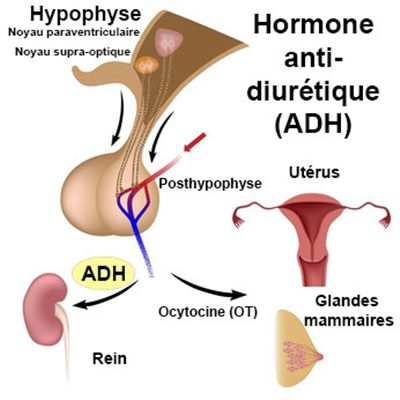 Antidiurétique hormone (ADH)