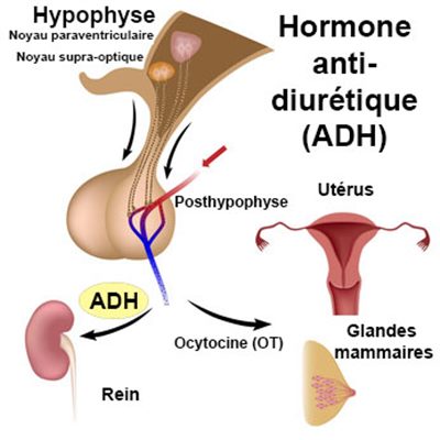 Antidiurétique hormone (ADH) : définition - docteurclic.com