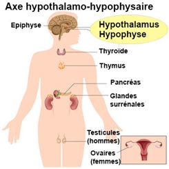axe hypothalamo-hypophysaire