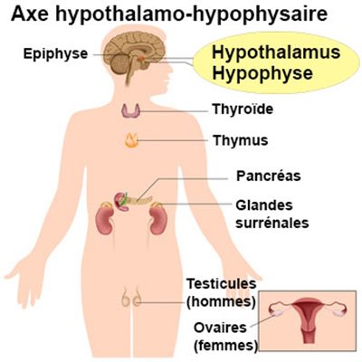 Axe hypothalamo-hypophysaire